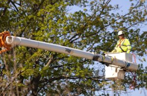 Dibard Espaces Verts à Toulouse Élite Élagage à Balma — Taille sécurisée et esthétique des arbres