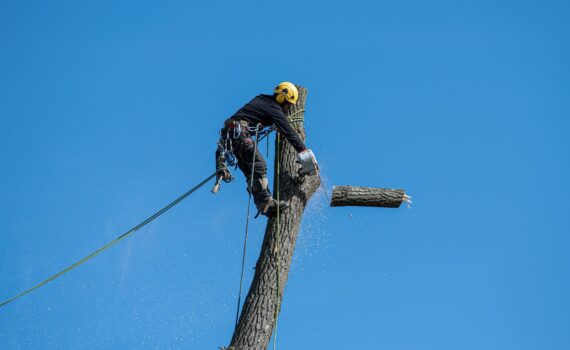 Dibard Espaces Verts à Toulouse Intervention rapide pour arbres dangereux à Ramonville-Saint-Agne